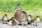 Wood duck