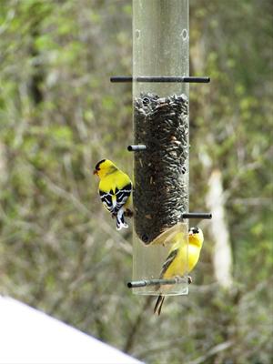 Goldfinces at the Feeder