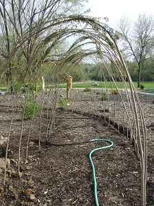 Living Willow Tunnel