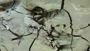 928036 beaver tracks.jpg