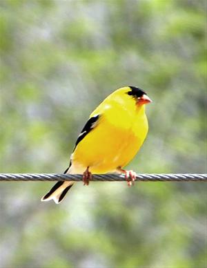 Male Goldfinch