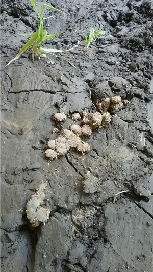 928036 beaver scat.jpg