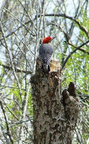 Red-Bellied Woodpecker
